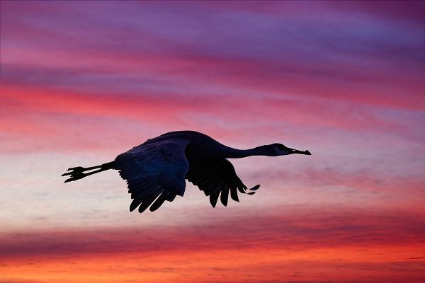 Jones, Adam 아티스트의 Sandhill crane silhouetted flying at sunset Bosque del Apache National Wildlife Refuge-New Mexico작품입니다.